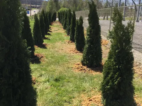Volunteers planting trees around the power substation at Solway Rd and Hardin Valley Rd